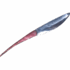 hirondelle